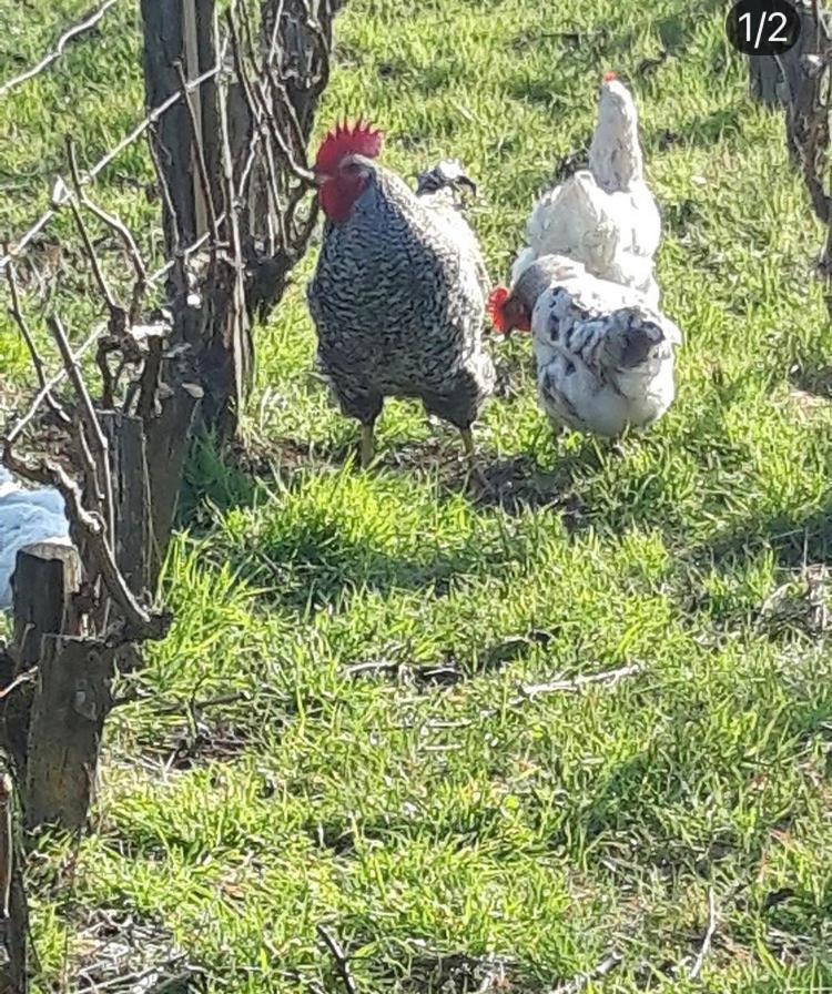 Floressens En Champagne Terrasse Privative Sur Le Vignoble Villa Fleury-la-Riviere Luaran gambar
