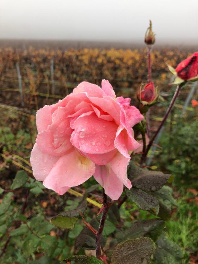 Floressens En Champagne Terrasse Privative Sur Le Vignoble Villa Fleury-la-Riviere Luaran gambar