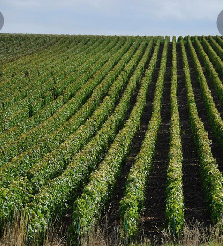 Floressens En Champagne Terrasse Privative Sur Le Vignoble Villa Fleury-la-Riviere Luaran gambar