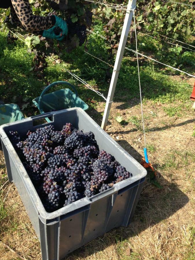 Floressens En Champagne Terrasse Privative Sur Le Vignoble Villa Fleury-la-Riviere Luaran gambar